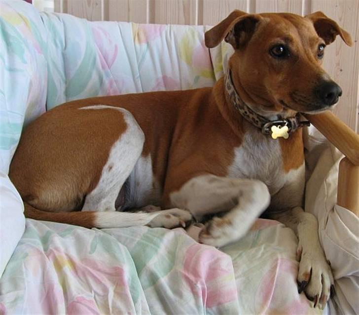 Dansk svensk gaardhund Nikita - Med så mange lange gåture man bliver udsat for på en uges ferie er det godt med et hvil engang imellem. August 2009. billede 6