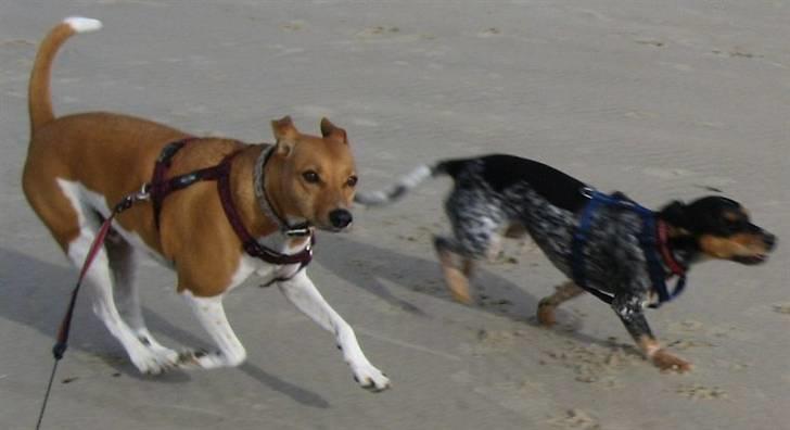 Dansk svensk gaardhund Nikita - Niki i fuld fart sammen med "lillesøster" Sandie på stranden i Løkken. August 2009. billede 7