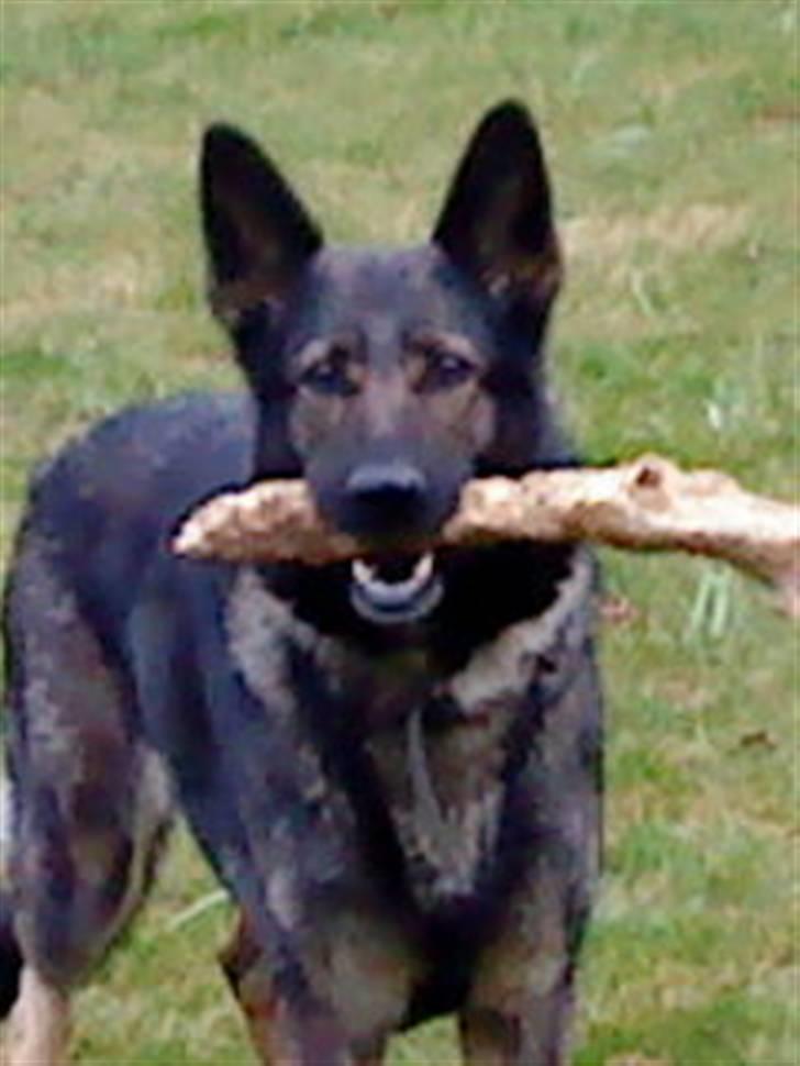 Schæferhund Sund Hund Ella billede 11