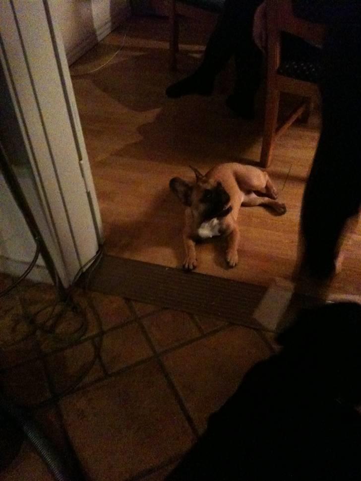 Fransk bulldog Shiela billede 9