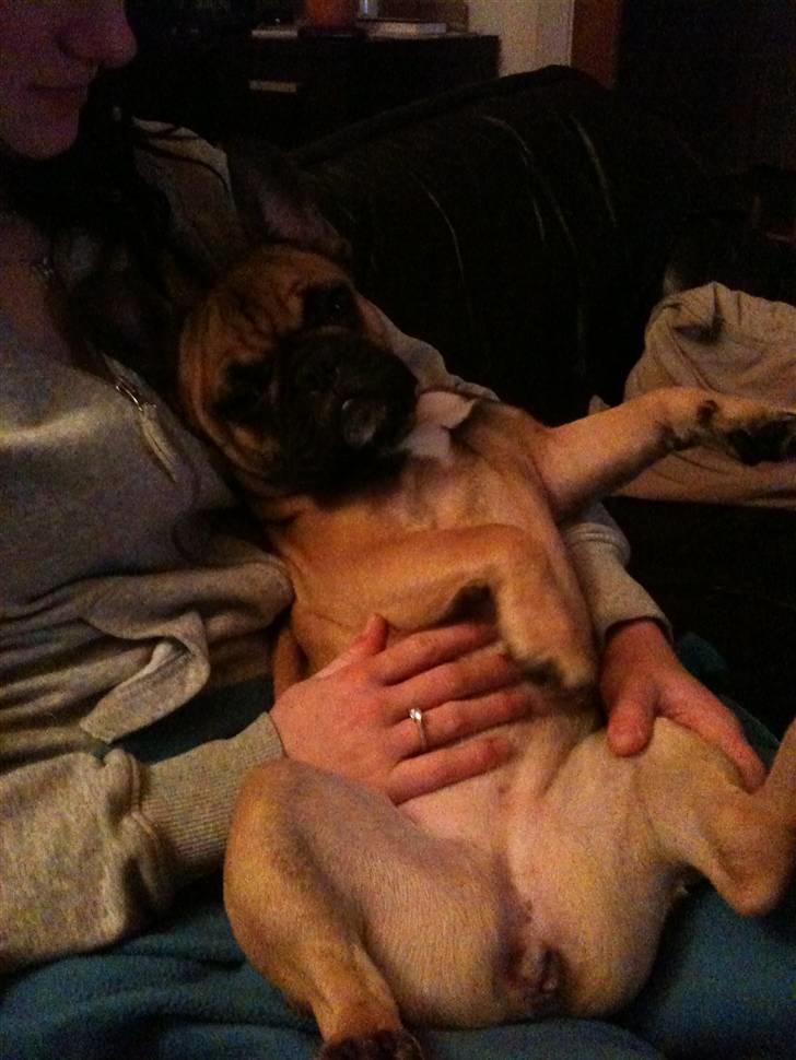 Fransk bulldog Shiela billede 10