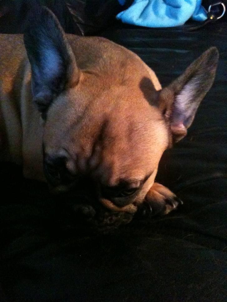 Fransk bulldog Shiela billede 11