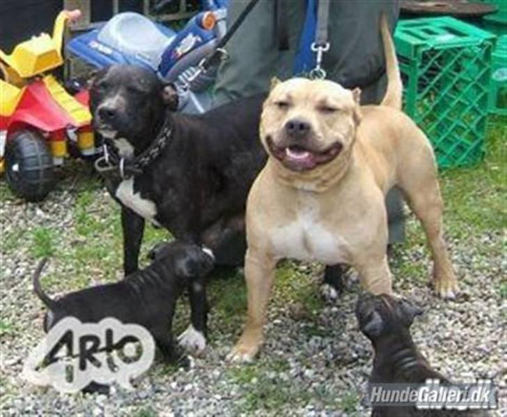 Amerikansk staffordshire terrier Candlelight - Candellights bedsteforældre. billede 13