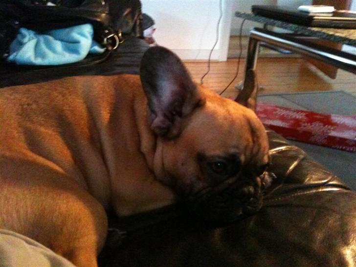 Fransk bulldog Shiela billede 12