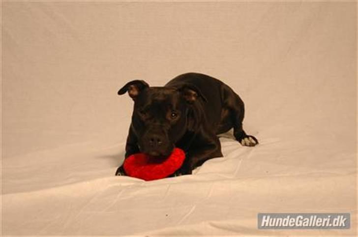 Amerikansk staffordshire terrier Candlelight - Tøsen candellights mor .. billede 14