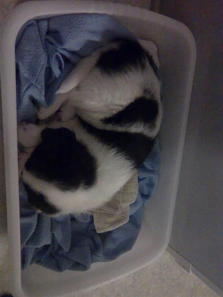 Blanding af racer Bamse billede 3