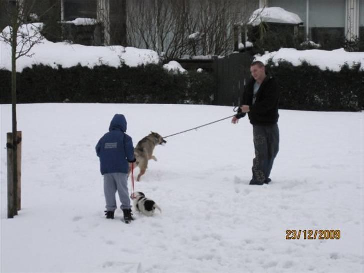 Blanding af racer Bamse - Bamse og Fister leger i sne billede 5