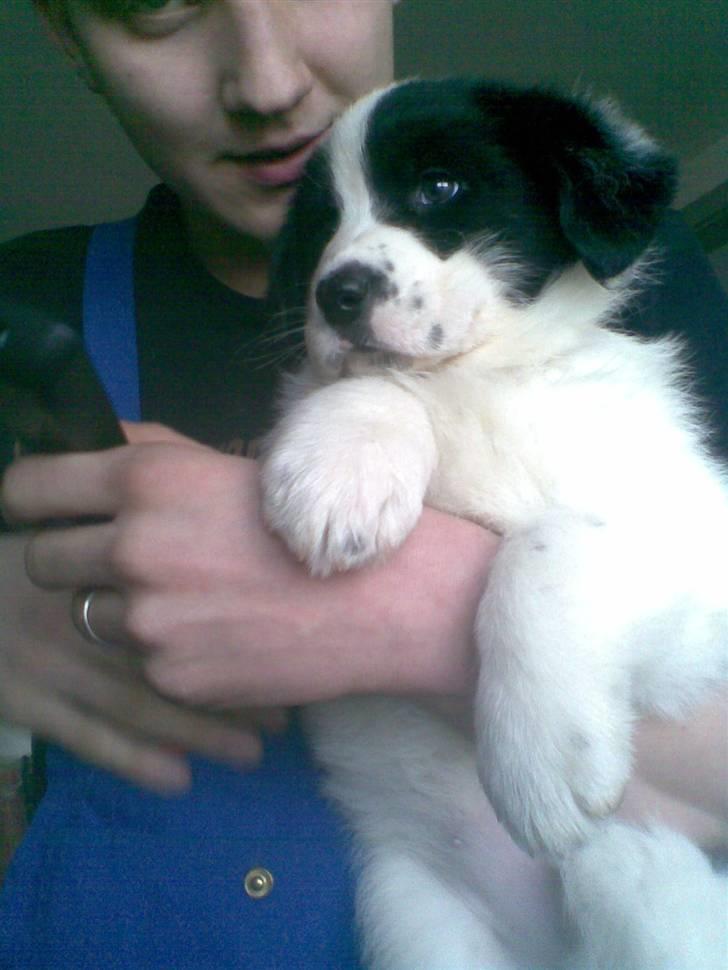 Blanding af racer Bamse - Far og Bamse billede 7