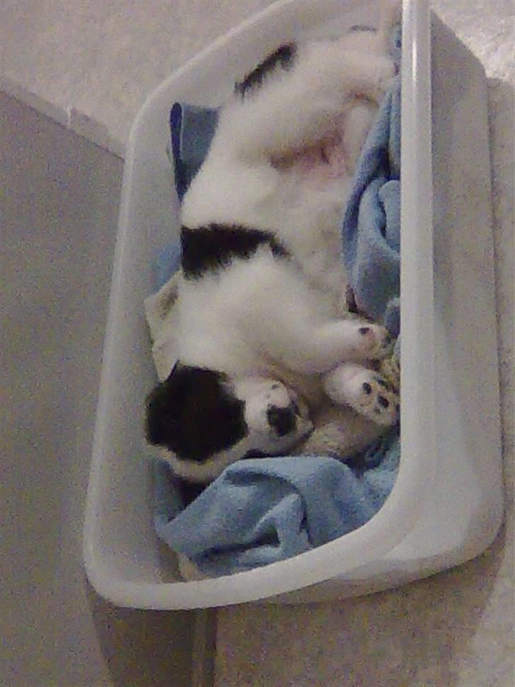 Blanding af racer Bamse billede 8