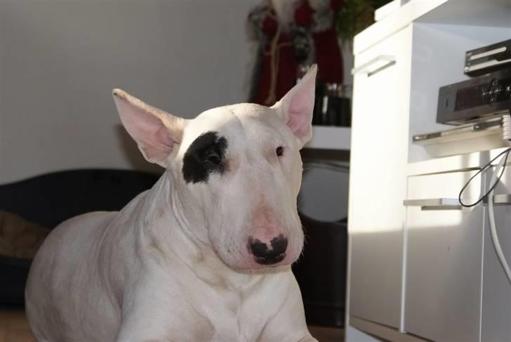 Bullterrier Røntveds Charlie (solgt i 2011) billede 1