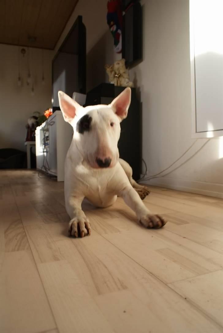 Bullterrier Røntveds Charlie (solgt i 2011) billede 2