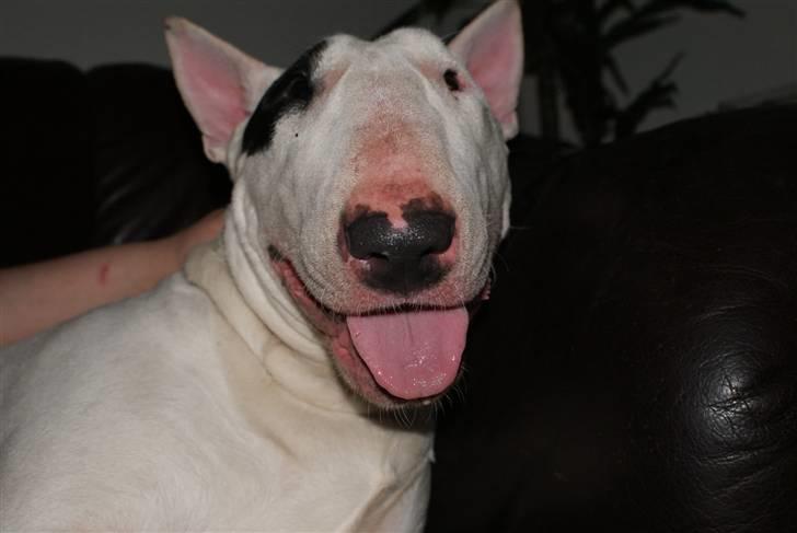Bullterrier Røntveds Charlie (solgt i 2011) billede 3