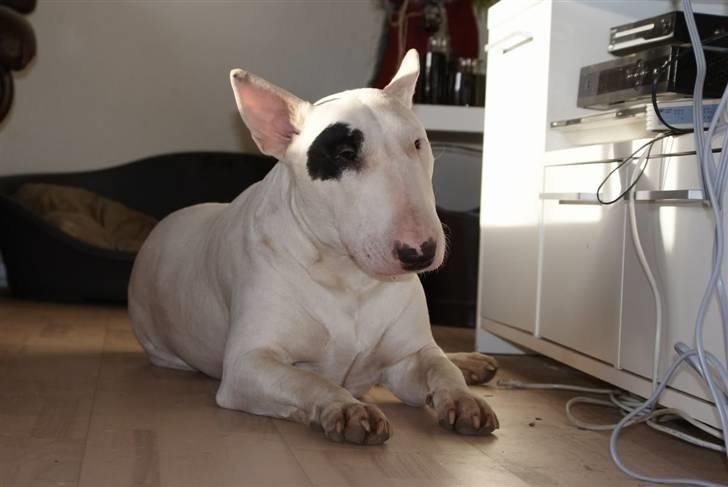 Bullterrier Røntveds Charlie (solgt i 2011) billede 4