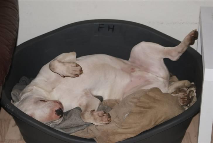 Bullterrier Røntveds Charlie (solgt i 2011) billede 5