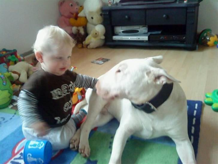 Bullterrier Røntveds Charlie (solgt i 2011) billede 6