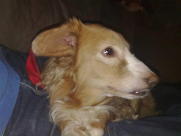 Blanding af racer gismo - nyt billede af gismo i min seng  billede 6