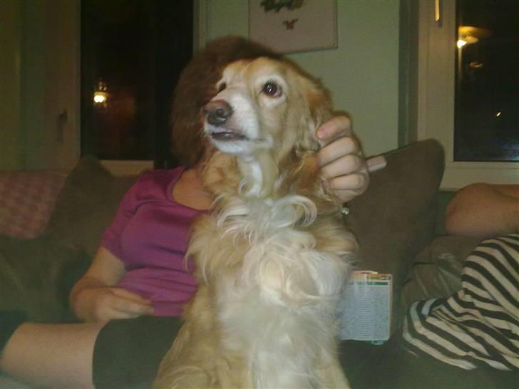 Blanding af racer gismo - nyt billede af gismo taget den 28 dec billede 7