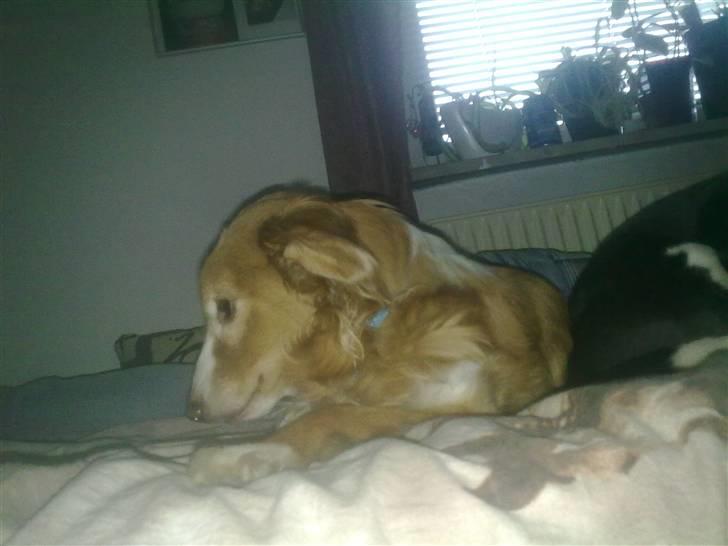 Blanding af racer gismo - gismo sover på mit værelse  billede 8