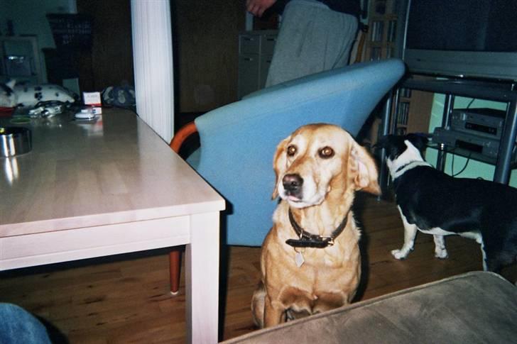 Blanding af racer trixie - lidt gamel billede taget i november af trixie i stuen billede 1