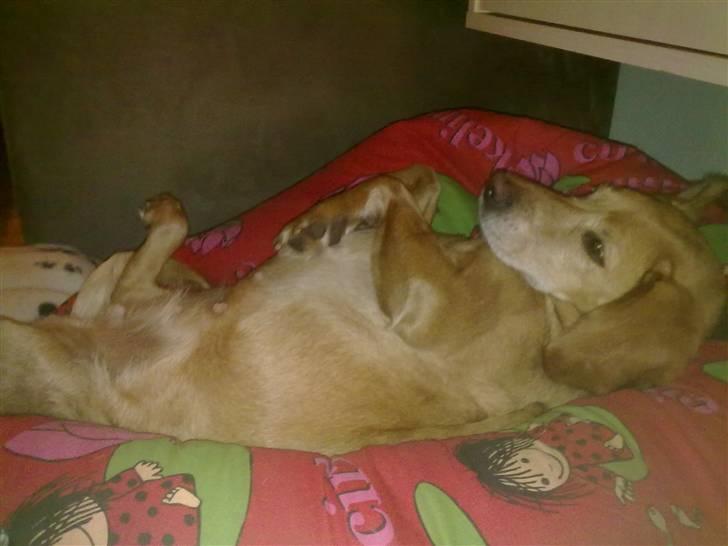 Blanding af racer trixie - trixie hygger sig da min lillebror tage billedet  billede 2