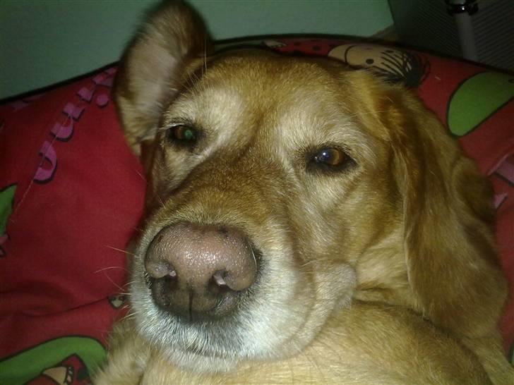 Blanding af racer trixie - smukke trixie er lidt træt  billede 3