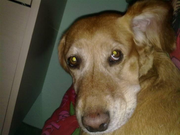 Blanding af racer trixie - hvad sker der tænker trixie da hun hør bilztede  billede 4