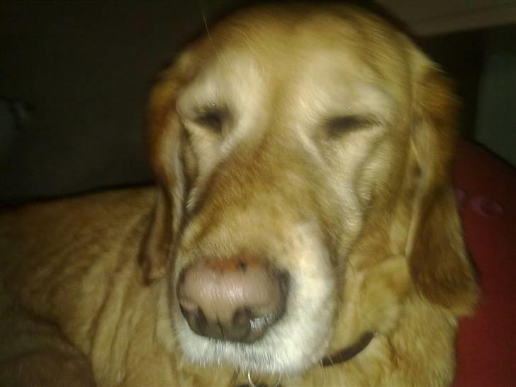 Blanding af racer trixie - jeg vil ikke se på dig  billede 5