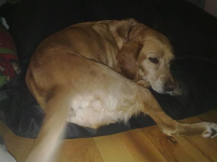 Blanding af racer trixie - trixie i hindes store kurv billede 6