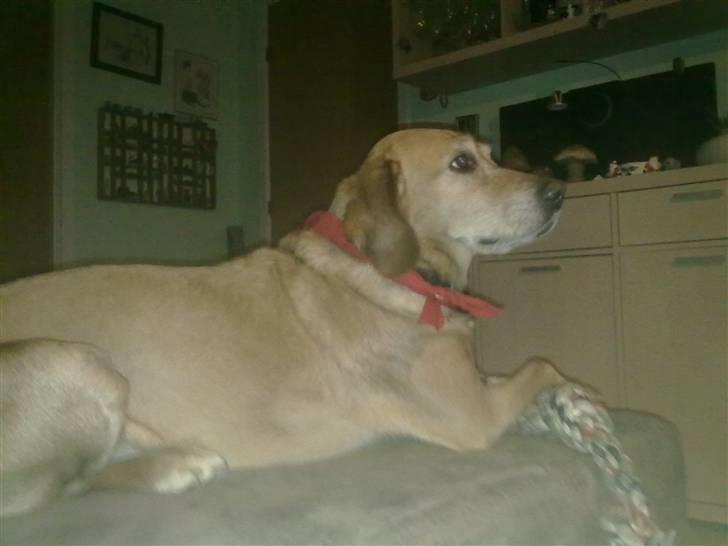 Blanding af racer trixie - jeg må ikke være i sofaen men gør det aligevel billede 7