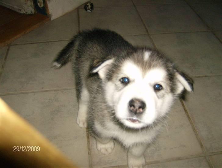 Alaskan malamute Eva Død 7/7-2010 - Hvad laver du ?? billede 8