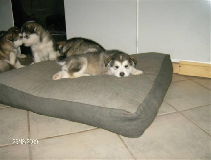 Alaskan malamute Eva Død 7/7-2010 - puden er min.... billede 9