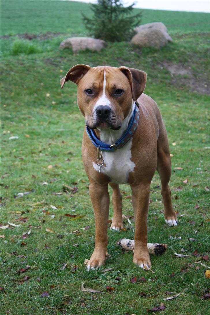 Amerikansk staffordshire terrier Noah. - CR-FOTO billede 1
