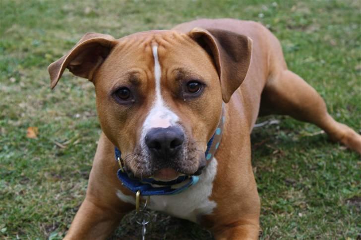 Amerikansk staffordshire terrier Noah. - CR-FOTO billede 2