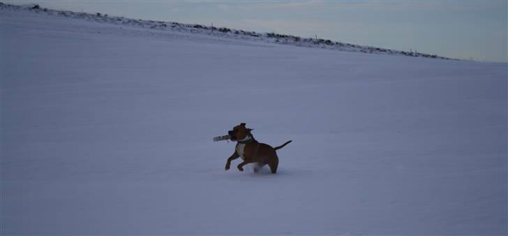 Amerikansk staffordshire terrier Noah. - CR-FOTO billede 3