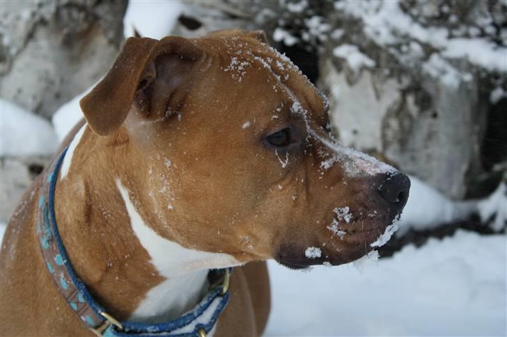 Amerikansk staffordshire terrier Noah. - CR-FOTO billede 4