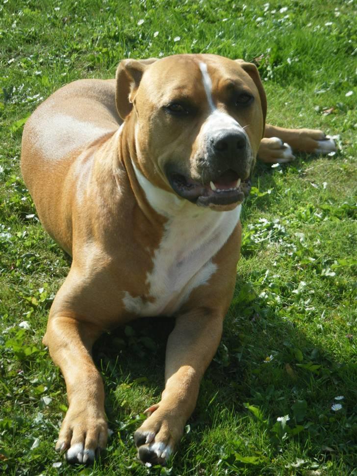 Amerikansk staffordshire terrier Noah. - CR-FOTO billede 5