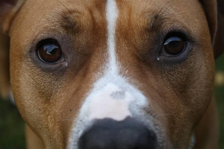 Amerikansk staffordshire terrier Noah. - CR-FOTO billede 6