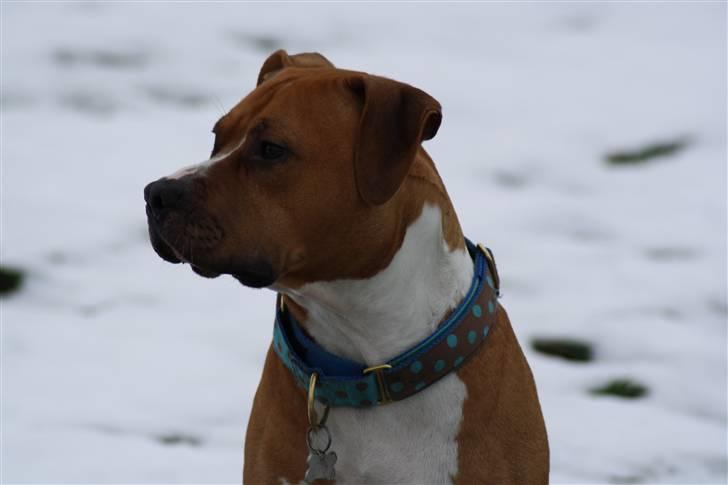Amerikansk staffordshire terrier Noah. - CR-FOTO billede 7