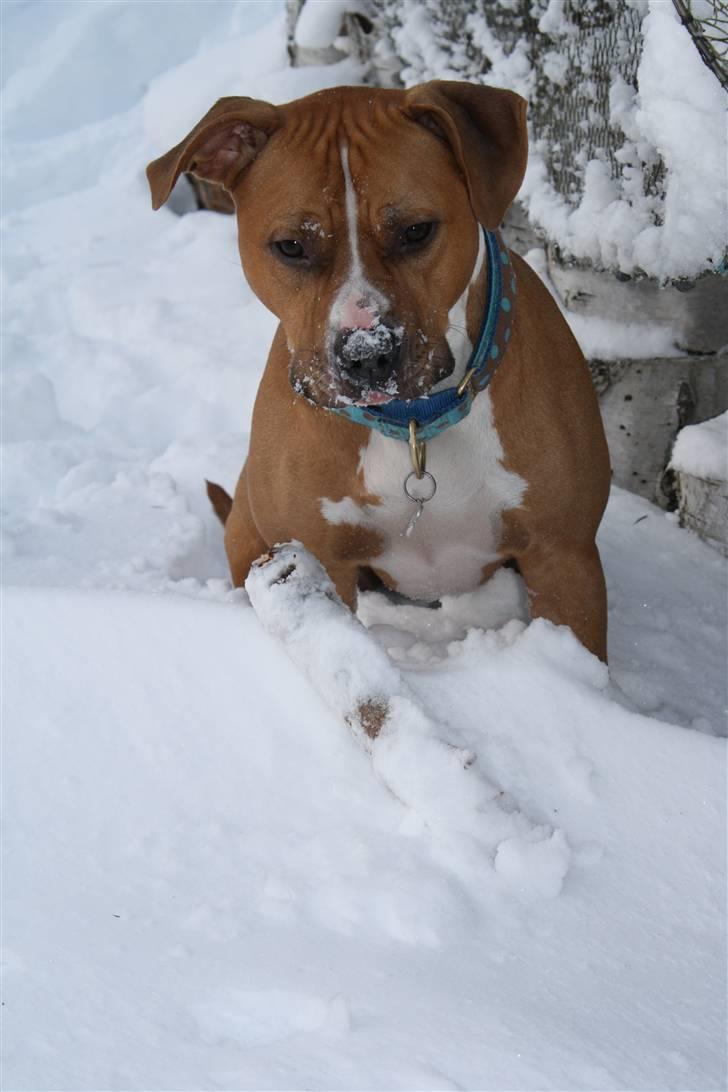 Amerikansk staffordshire terrier Noah. - CR-FOTO billede 8