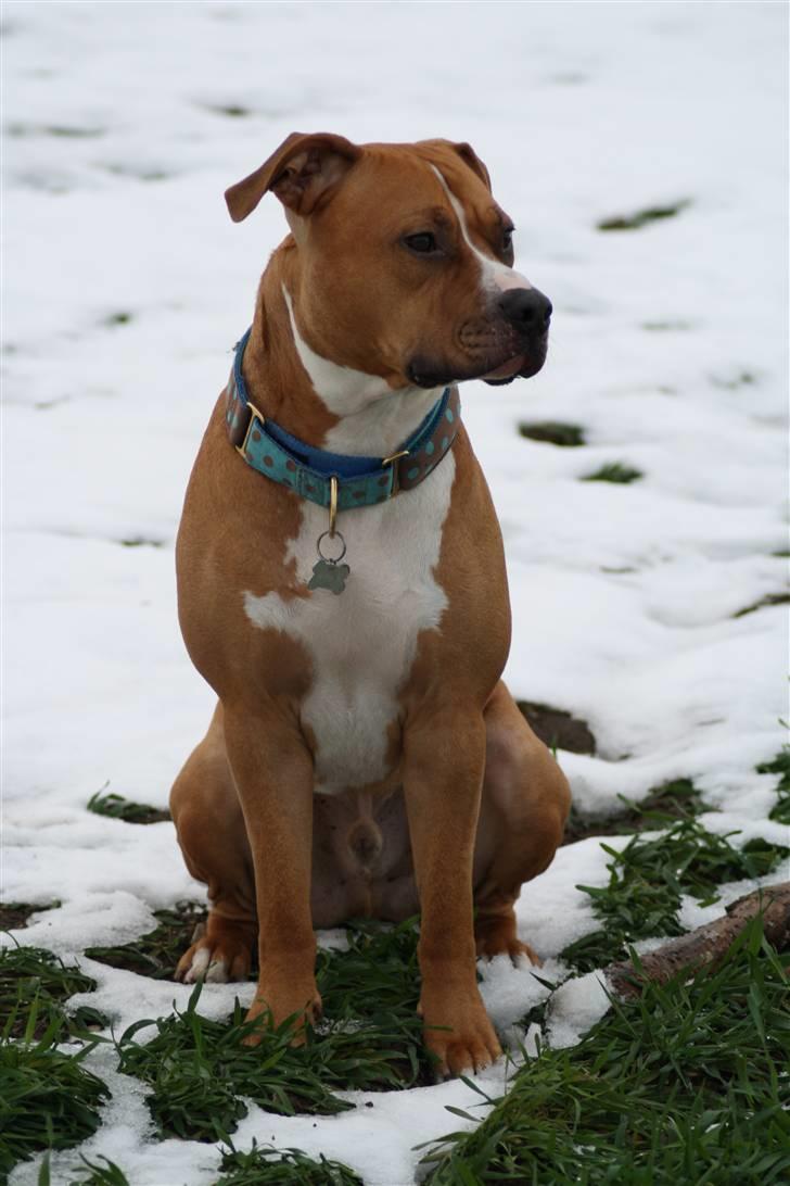 Amerikansk staffordshire terrier Noah. - CR-FOTO billede 9