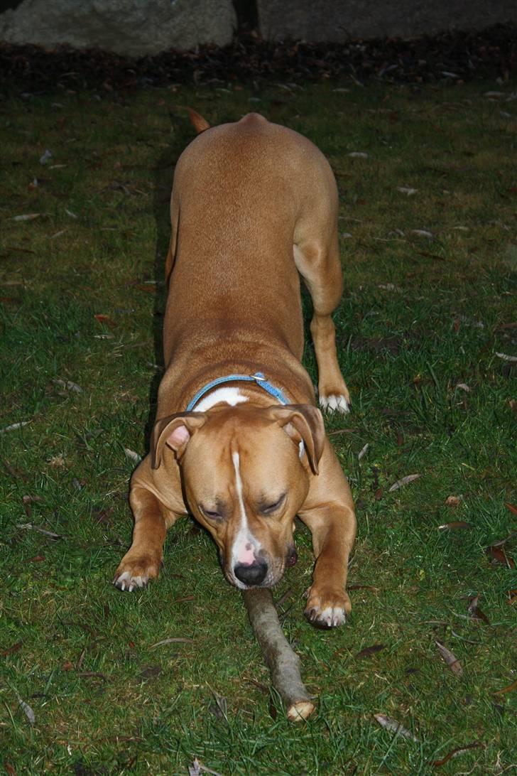 Amerikansk staffordshire terrier Noah. - CR-FOTO billede 10