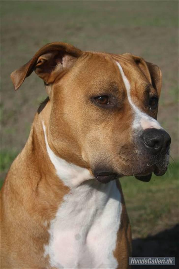 Amerikansk staffordshire terrier Noah. - CR-FOTO billede 11