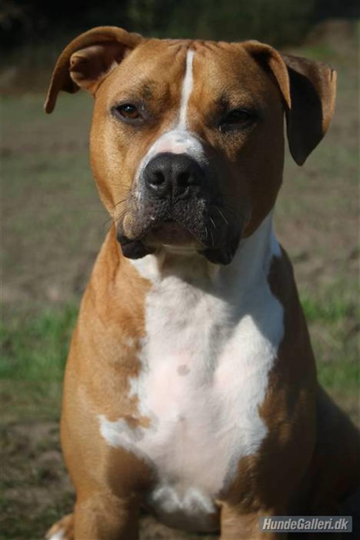 Amerikansk staffordshire terrier Noah. - CR-FOTO billede 12