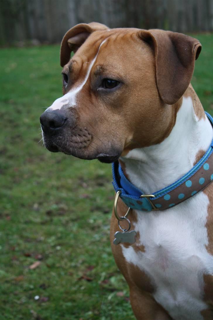 Amerikansk staffordshire terrier Noah. - CR-FOTO billede 13