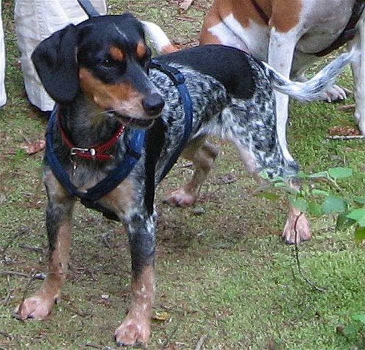 Blanding af racer Sandie - Smukke Sandie i Tversted Plantage på ferie i august 2009. billede 1
