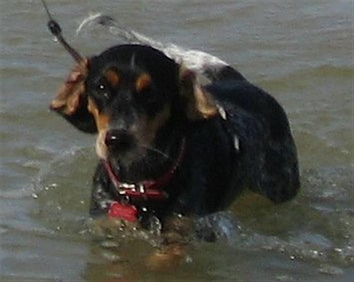 Blanding af racer Sandie - Ude og soppe på ferie i Løkken, august 2009. billede 2