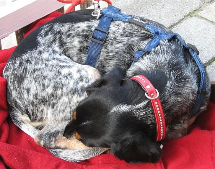Blanding af racer Sandie - Efter en uges ferie med rigtig mange restaurantbesøg bliver man rigtig dygtig til bare at sove fra det. På ferie i Løkken, august 2009. billede 3