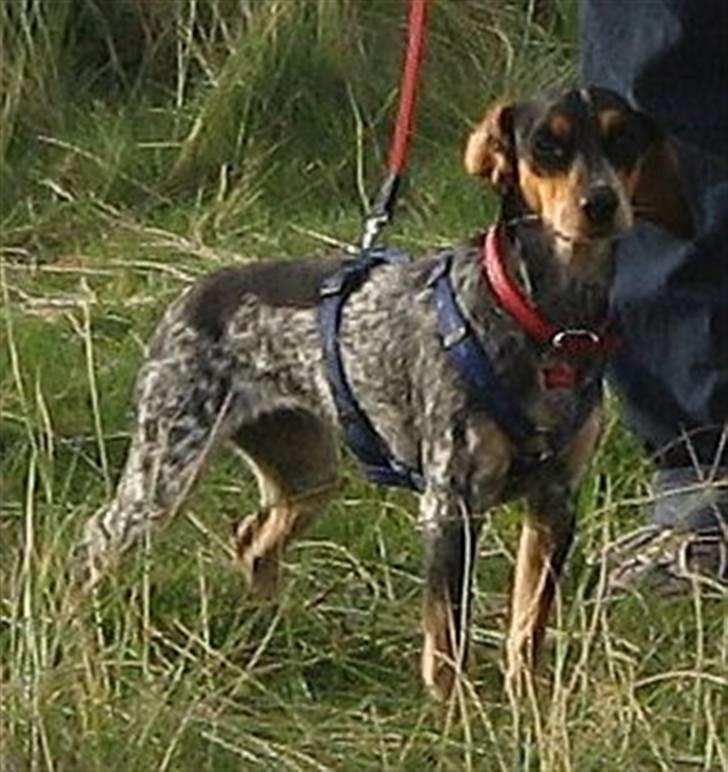 Blanding af racer Sandie - Ferie i Løkken, august 2009. billede 4
