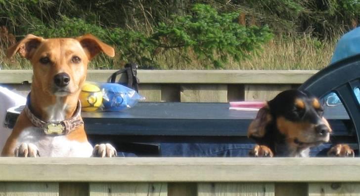 Blanding af racer Sandie - Hvis man virkelig strækker sig kan man kigge over kanten ligesom "storesøster" Nikita. Ferie i Løkken august 2009. billede 5