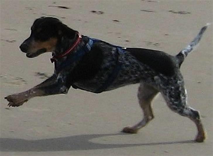 Blanding af racer Sandie - Fuld fart på stranden i Løkken. Ferie i august 2009. billede 6